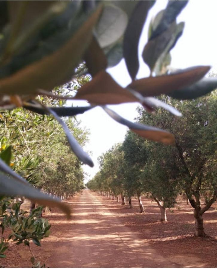 Room In Bb - Stunning Quadruple Room In Ancient Masseria Near The Sea In A Quiet Olive Trees Ostuni Exterior photo